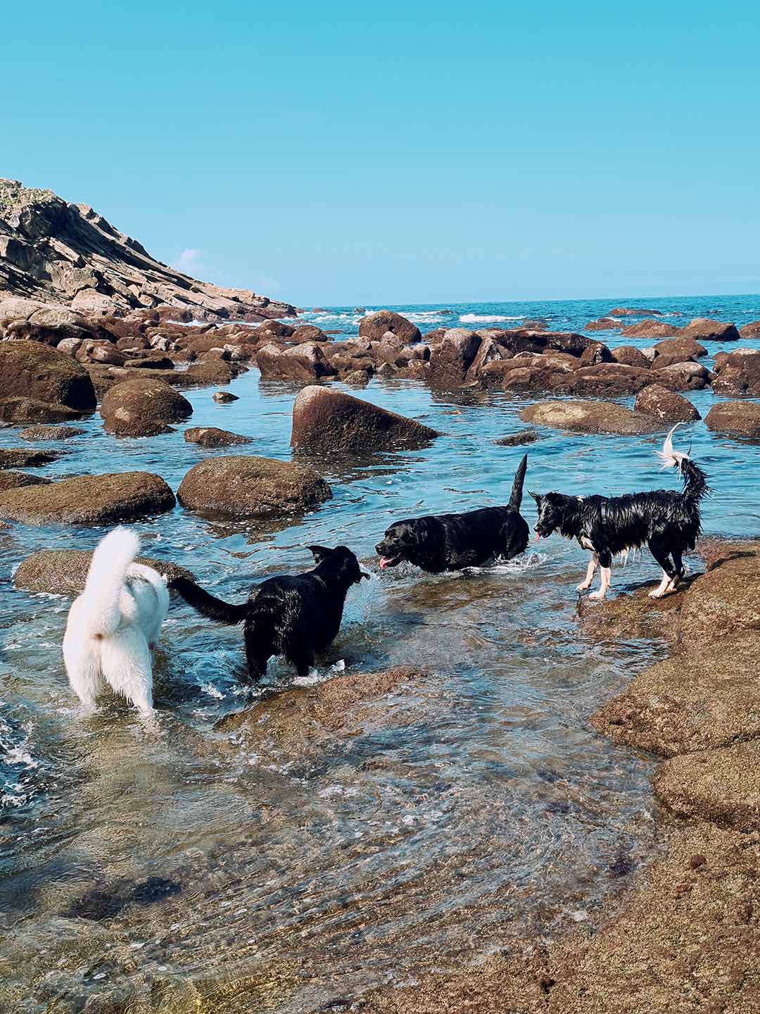 Paseo canino 2