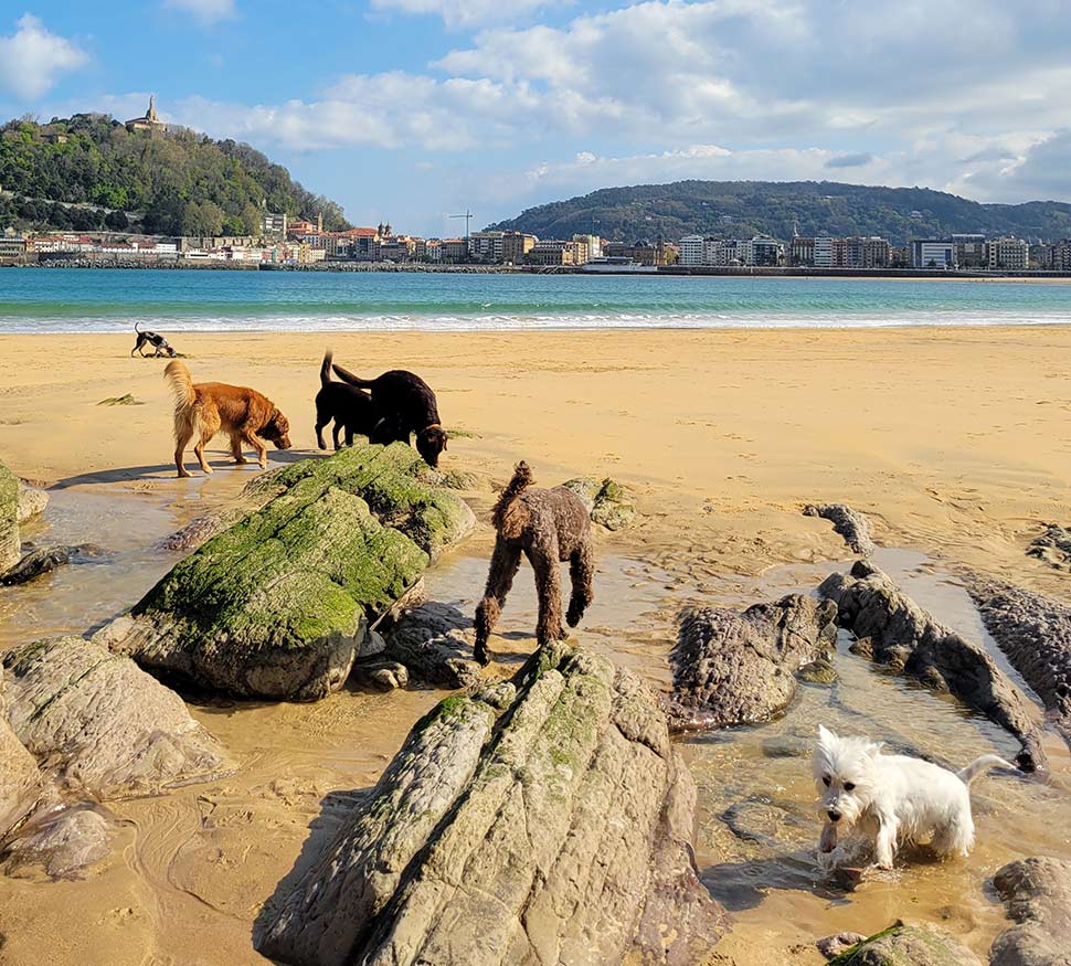 Perros en el monte