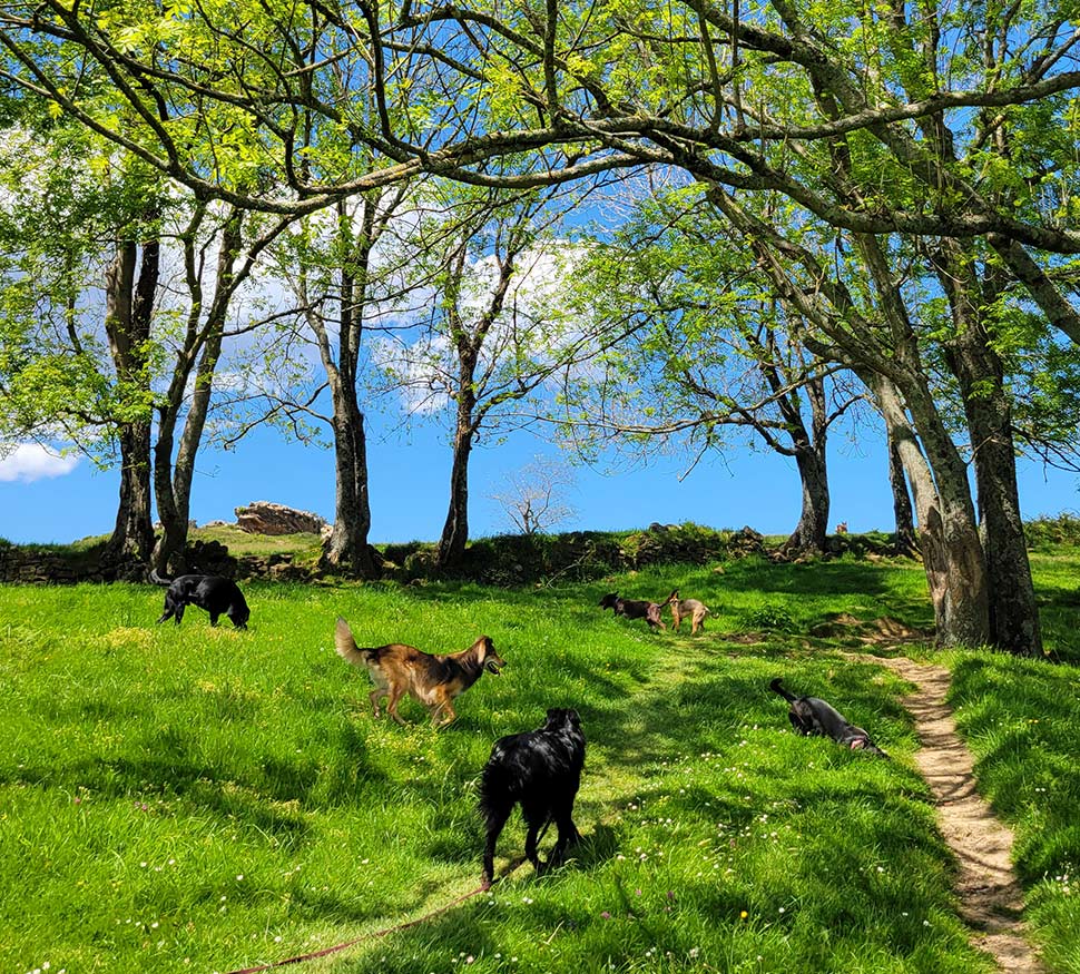 Perros en la naturaleza