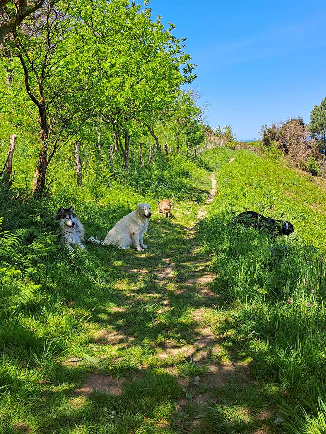 Paseo canino 3