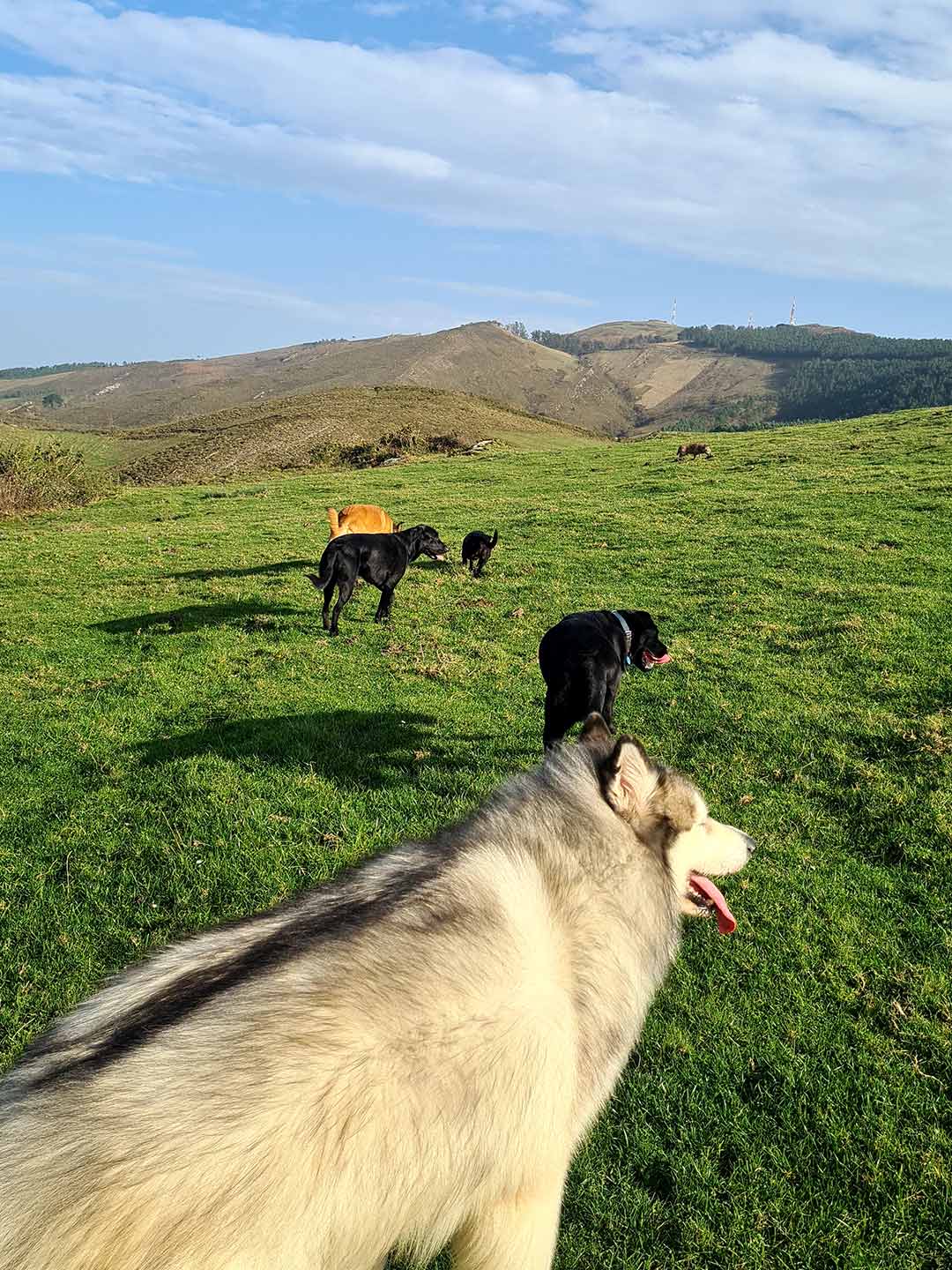 Paseo canino 1