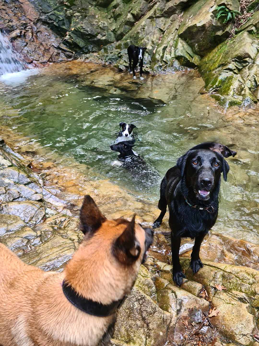 Paseo canino 4