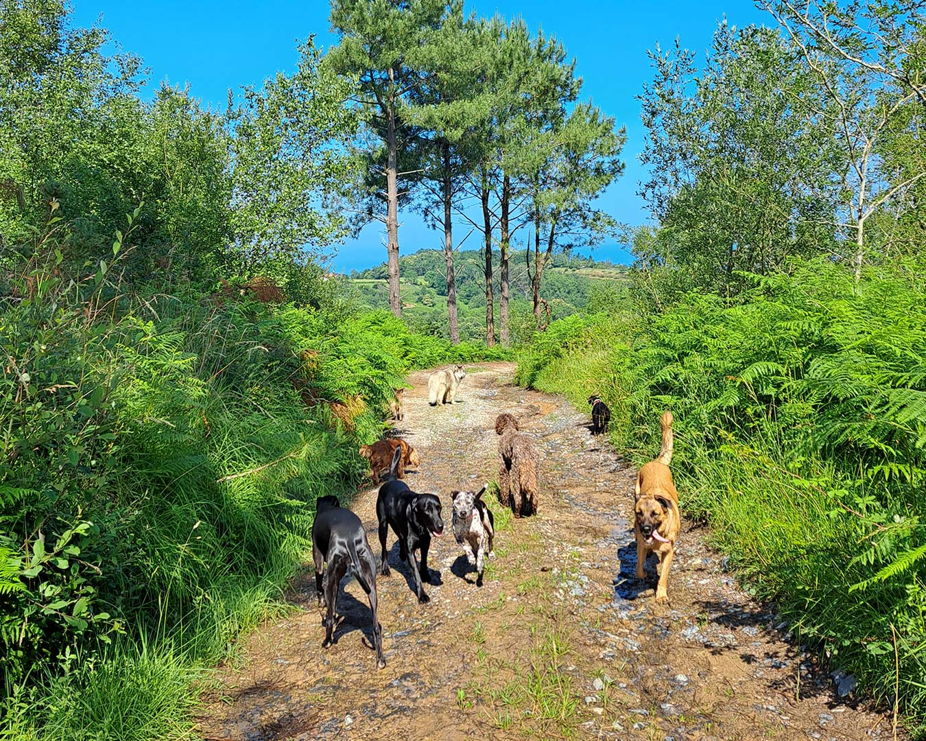 Paseo canino 1