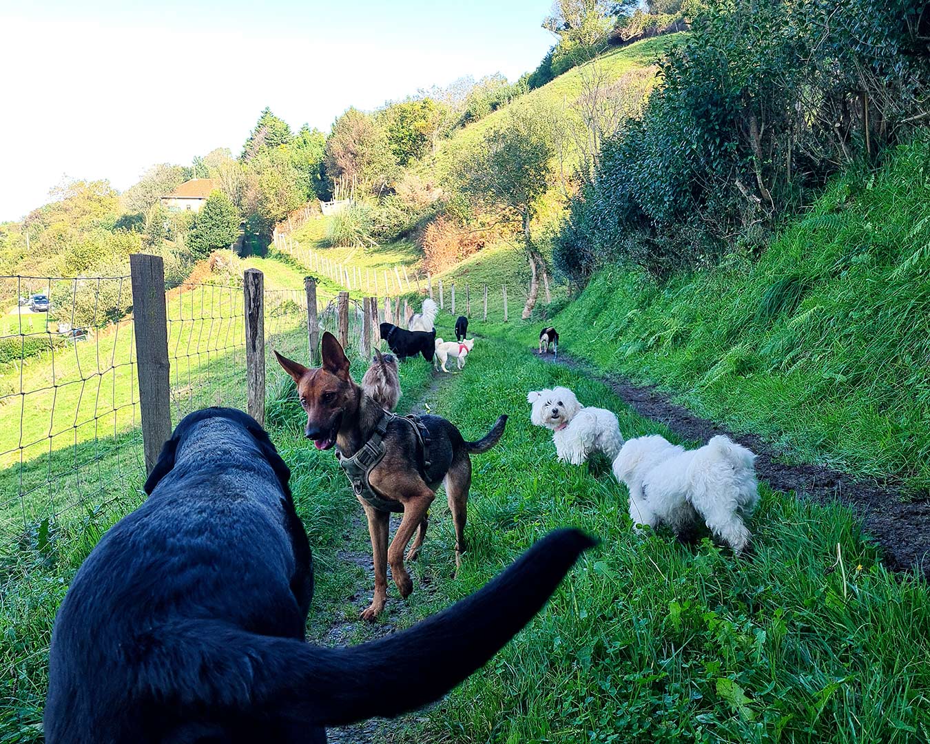 Paseo canino 3