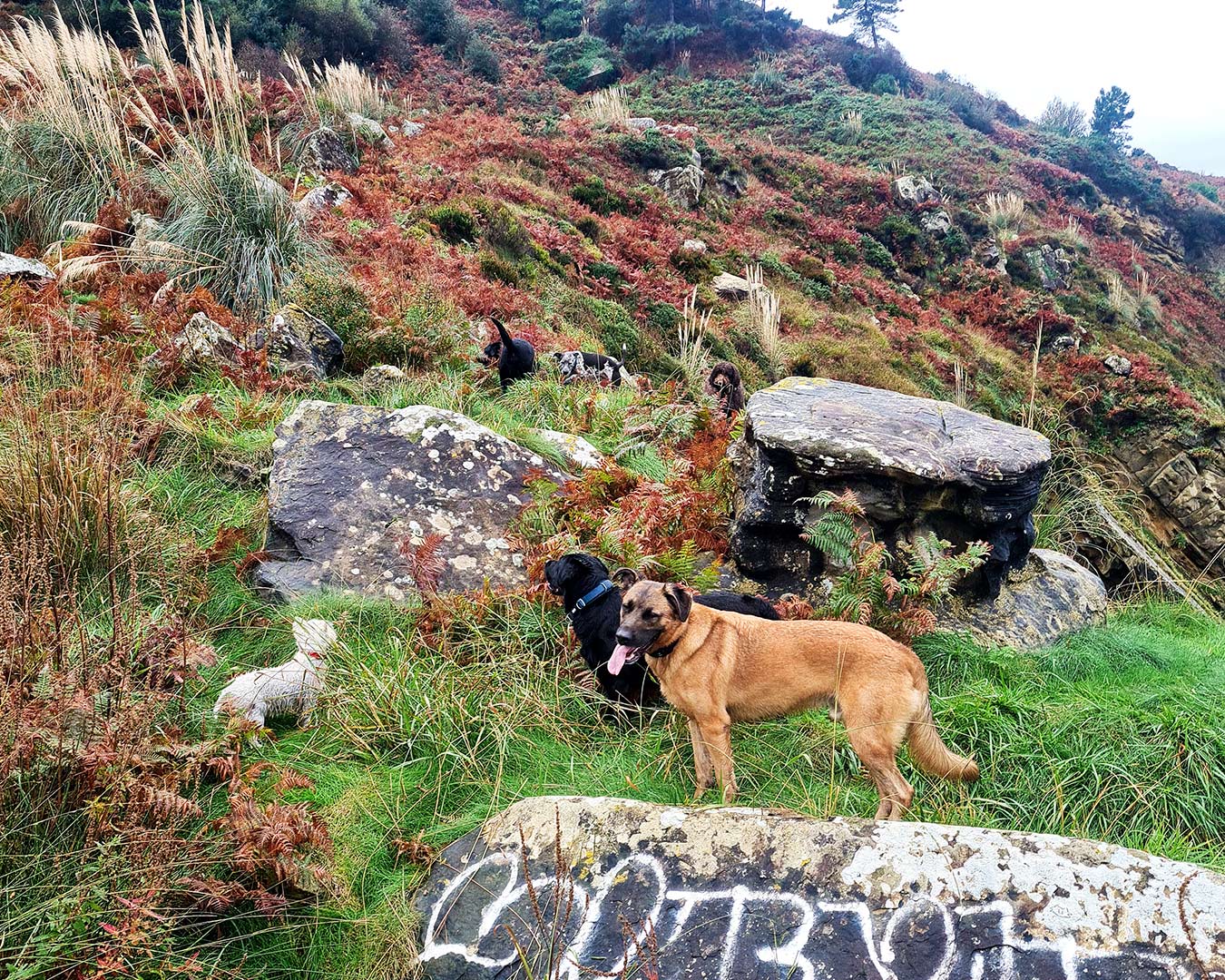Paseo canino 4