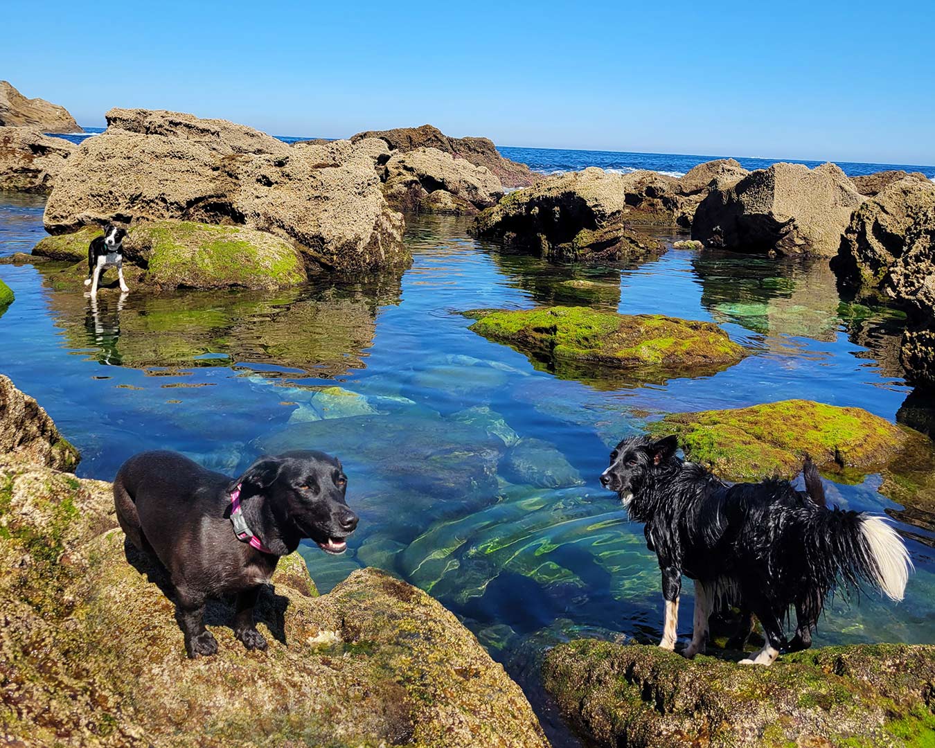 Paseo canino 2